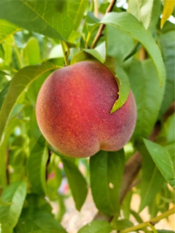 6061 Miners Peak Cir, Frederick, CO 80516