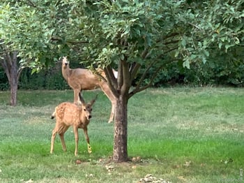 1405 Wimbledon Ct, Fort Collins, CO 80524