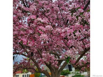 605 6th St, Windsor, CO 80550