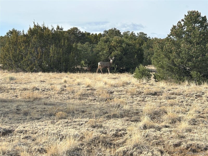 Lot 142a Silver Spurs Ranch Lot 142a, Walsenburg, CO 81089