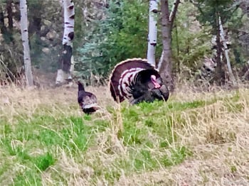 638 Impala Trl, Bailey, CO 80421