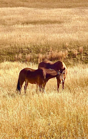 16835 Goshawk Rd, Colorado Springs, CO 80908