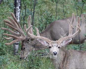 Tbd Cathedral Trl, Conifer, CO 80433