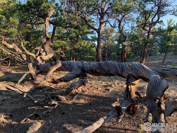 12190 Highway 7 , Allenspark, CO 80510