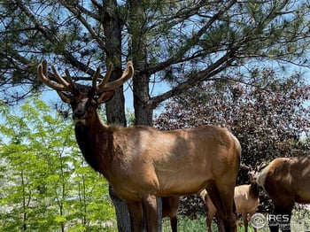 613 Cove Dr, Loveland, CO 80537