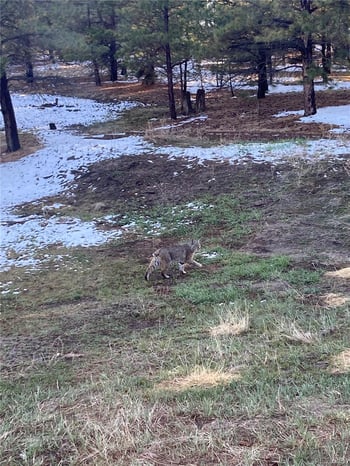 18673 Elbert Rd, Elbert, CO 80106