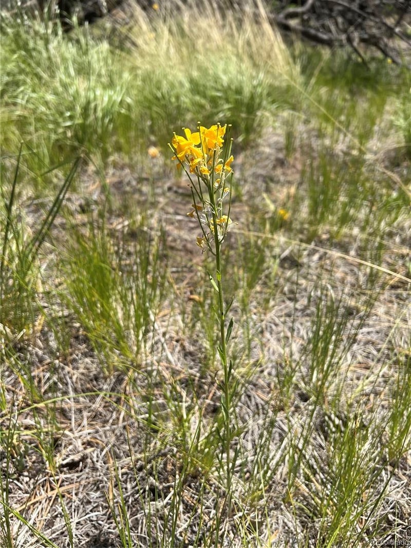 lot 542 Forbes Pk, Fort Garland, CO 81133