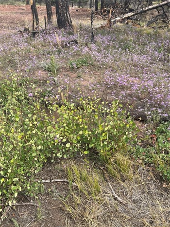 lot 542 Forbes Pk, Fort Garland, CO 81133