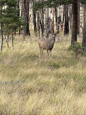 lot 542 Forbes Pk, Fort Garland, CO 81133