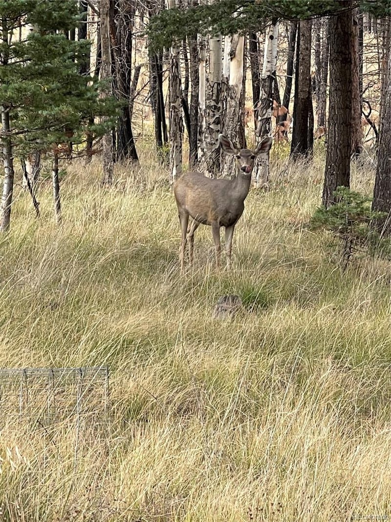 lot 542 Forbes Pk Lot 542, Fort Garland, CO 81133