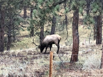444 Broken Arrow Rd, Evergreen, CO 80439