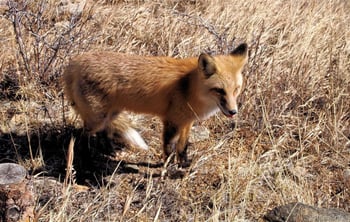 33095 Bergen Mountain Rd, Evergreen, CO 80439