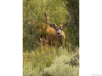 Jackson County Road 23c, Walden, CO 80480