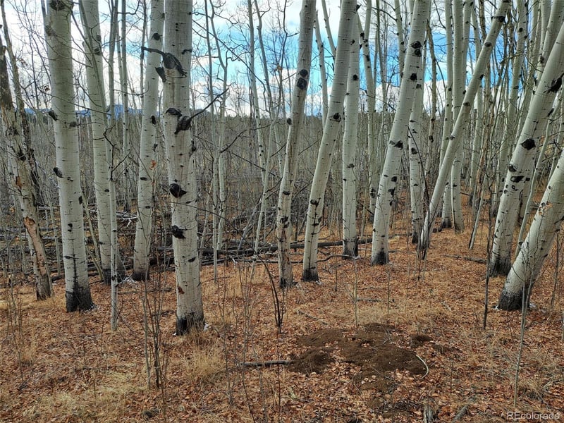 503 Sugar Loaf Ln, Jefferson, CO 80456