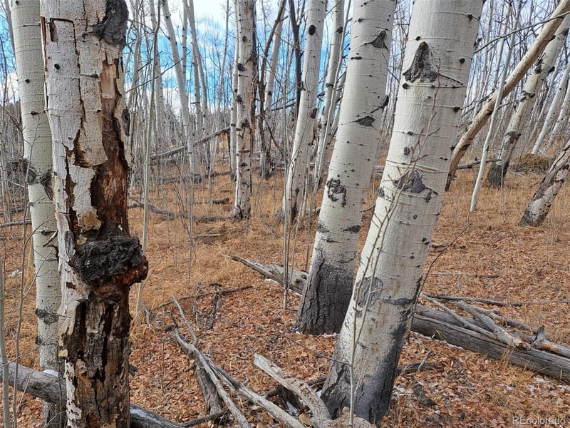 503 Sugar Loaf Ln, Jefferson, CO 80456