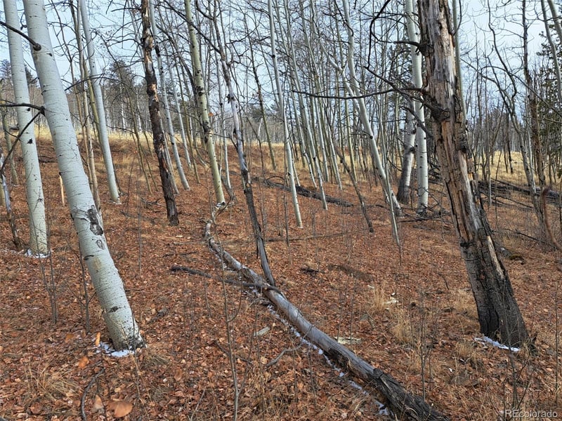 503 Sugar Loaf Ln, Jefferson, CO 80456