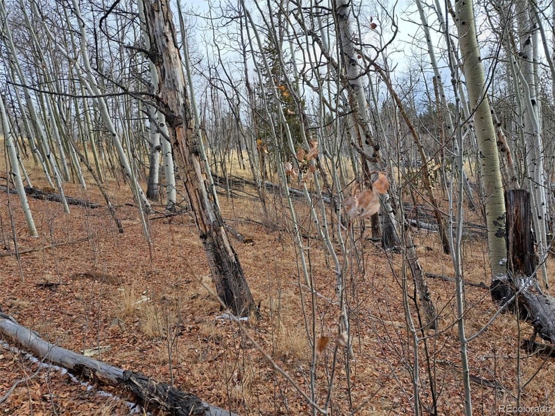 503 Sugar Loaf Ln, Jefferson, CO 80456