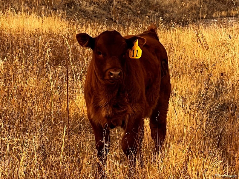 Parcel 4 County Road 33, Elbert, CO 80106