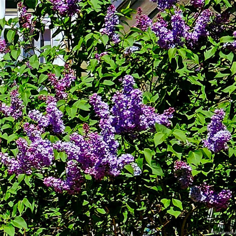 7285 Brighton Ct, Castle Pines, CO 80108