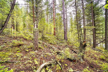 10862-10872 Twin Spruce Rd, Golden, CO 80403