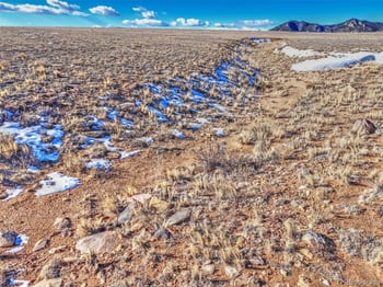 Quail , Hartsel, CO 80449