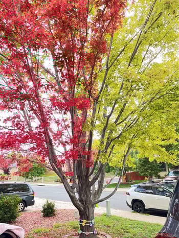 1310 Chesham Cir, Colorado Springs, CO 80907