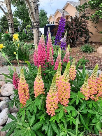 1009 Slate Way, Monument, CO 80132