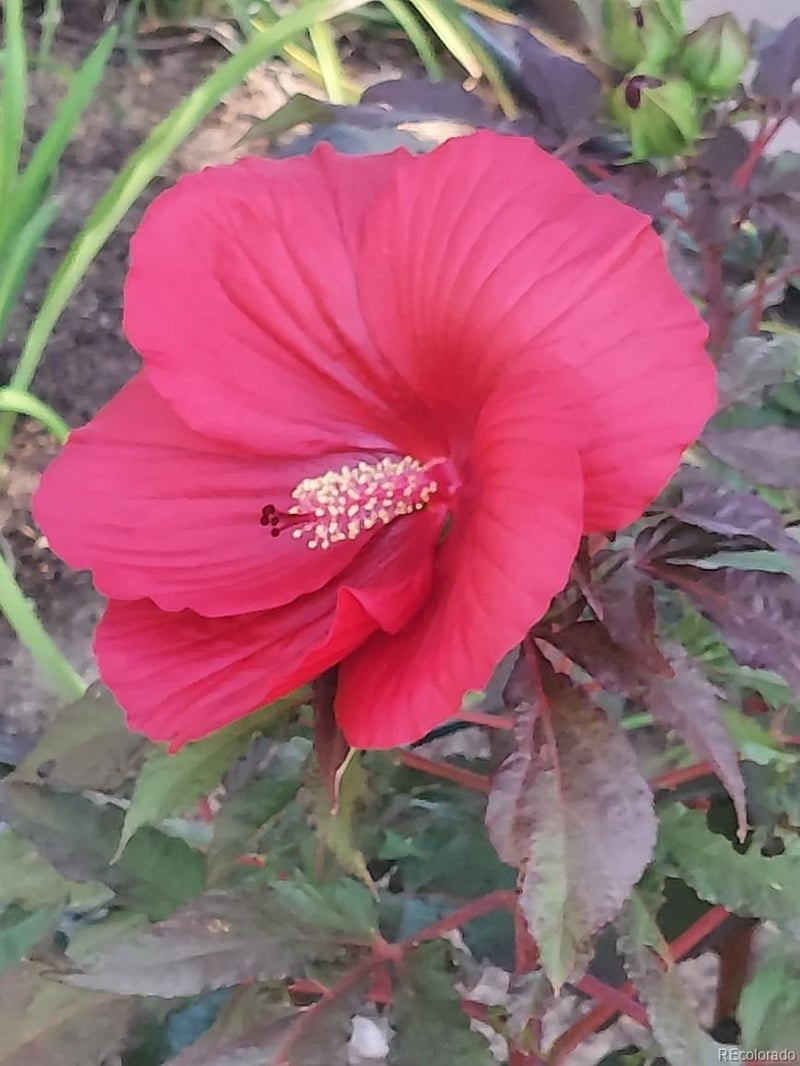 4993 Evanston St, Aurora, CO 80015