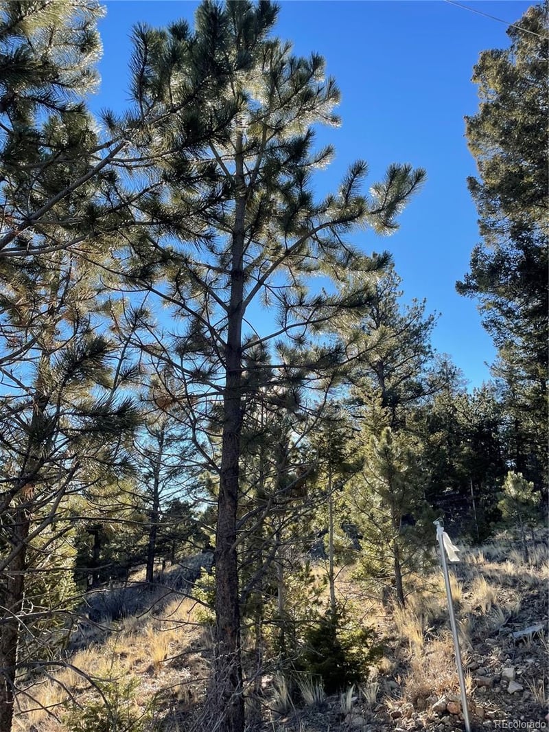 00 Tarryall Rd Lot 21, Hartsel, CO 80449