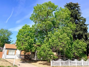 2201 Pontiac St, Denver, CO 80207