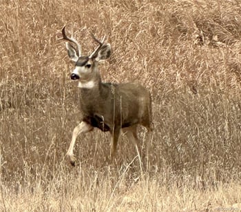 20999 Woodside Ln, Parker, CO 80138