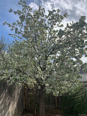 22370 Dorado Ave, Aurora, CO 80015