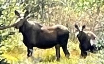 365 Gold Pan Ln, Fairplay, CO 80440