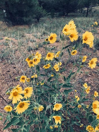 2871 Marcey Rd, Westcliffe, CO 81252