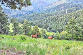 779 Kinnikinnik Hill, Golden, CO 80401