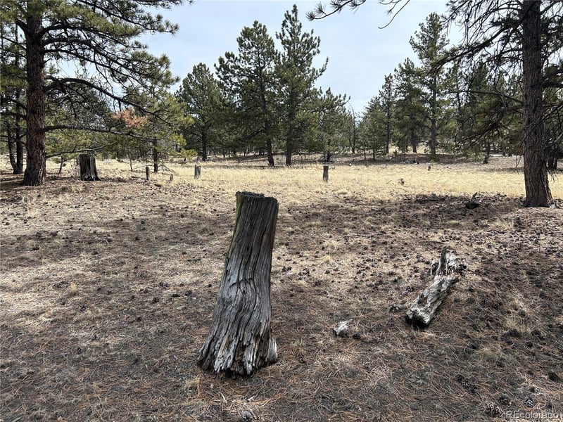 2146 Wagon Wheel Rd, Hartsel, CO 80449