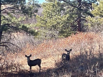 3236 Offbeaten Pl, Castle Rock, CO 80108