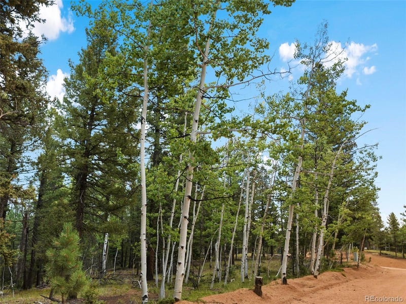 810 Ridge Rd, Divide, CO 80814