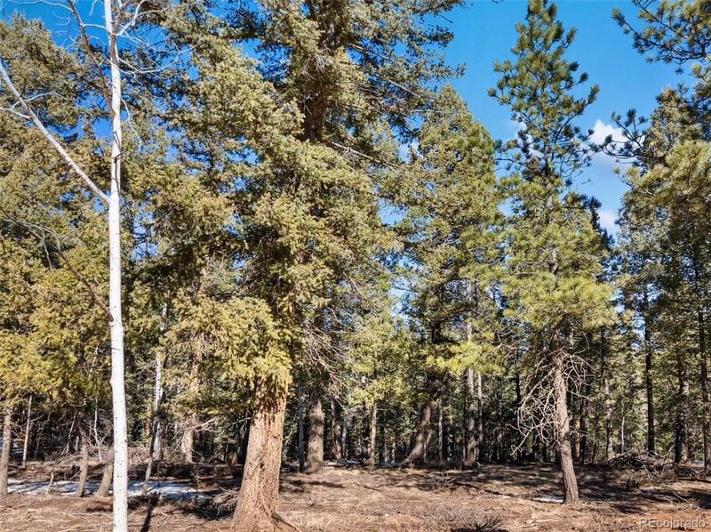 810 Ridge Rd, Divide, CO 80814