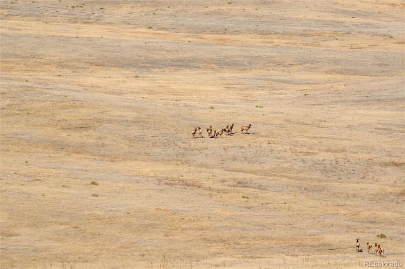 0 Highway 83 , Castle Rock, CO 80104