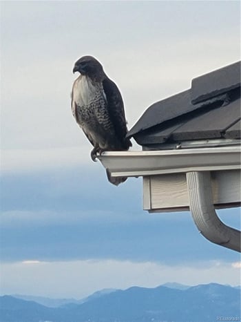 6875 Buchanan Ct, Aurora, CO 80016