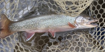 1423 Redhill Rd, Fairplay, CO 80440