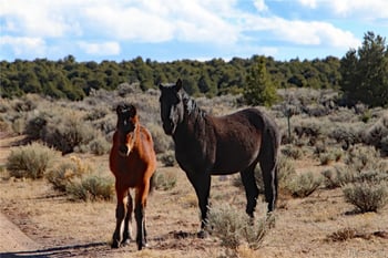 Parcel 17 Alta Mesa Dr, San Luis, CO 81152