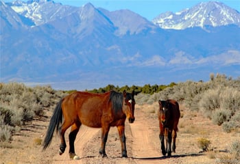 Parcel 40 Alta Mesa Dr, San Luis, CO 81152