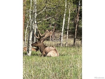 1565 Highway 66 #31, Estes Park, CO 80517