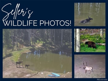 224 Six Elk Ct, Red Feather Lakes, CO 80545