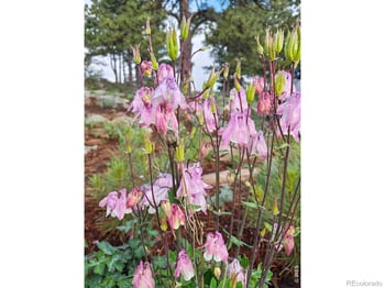 333 Gunn Ave, Berthoud, CO 80513