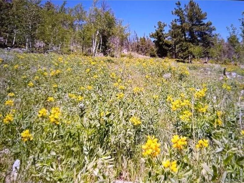 215 Murdock Dr, Red Feather Lakes, CO 80545