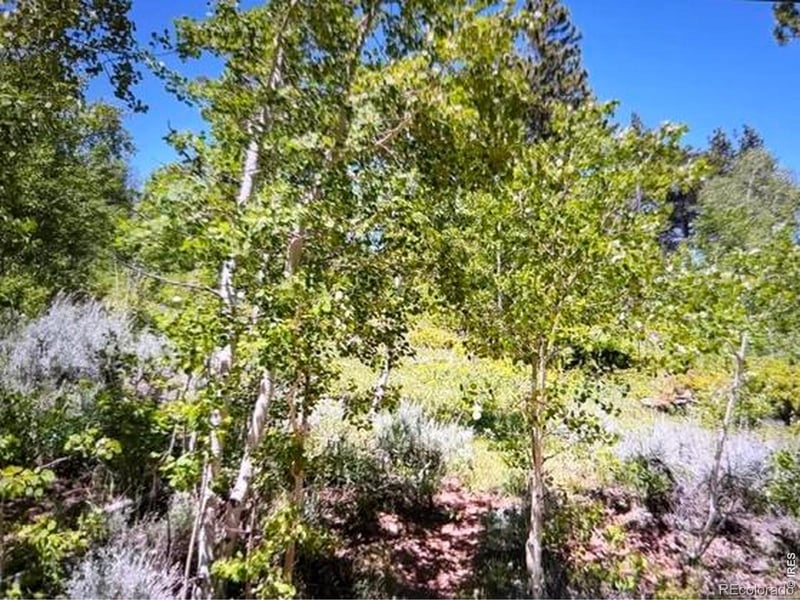 215 Murdock Dr, Red Feather Lakes, CO 80545