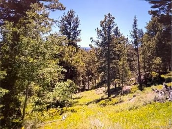 215 Murdock Dr, Red Feather Lakes, CO 80545